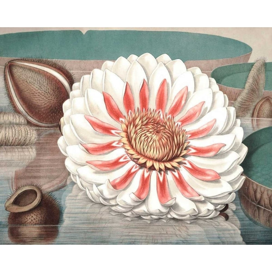 Vintage Water Lily III Poster Print - Studio Vision-VARPDX150174Z Image 1