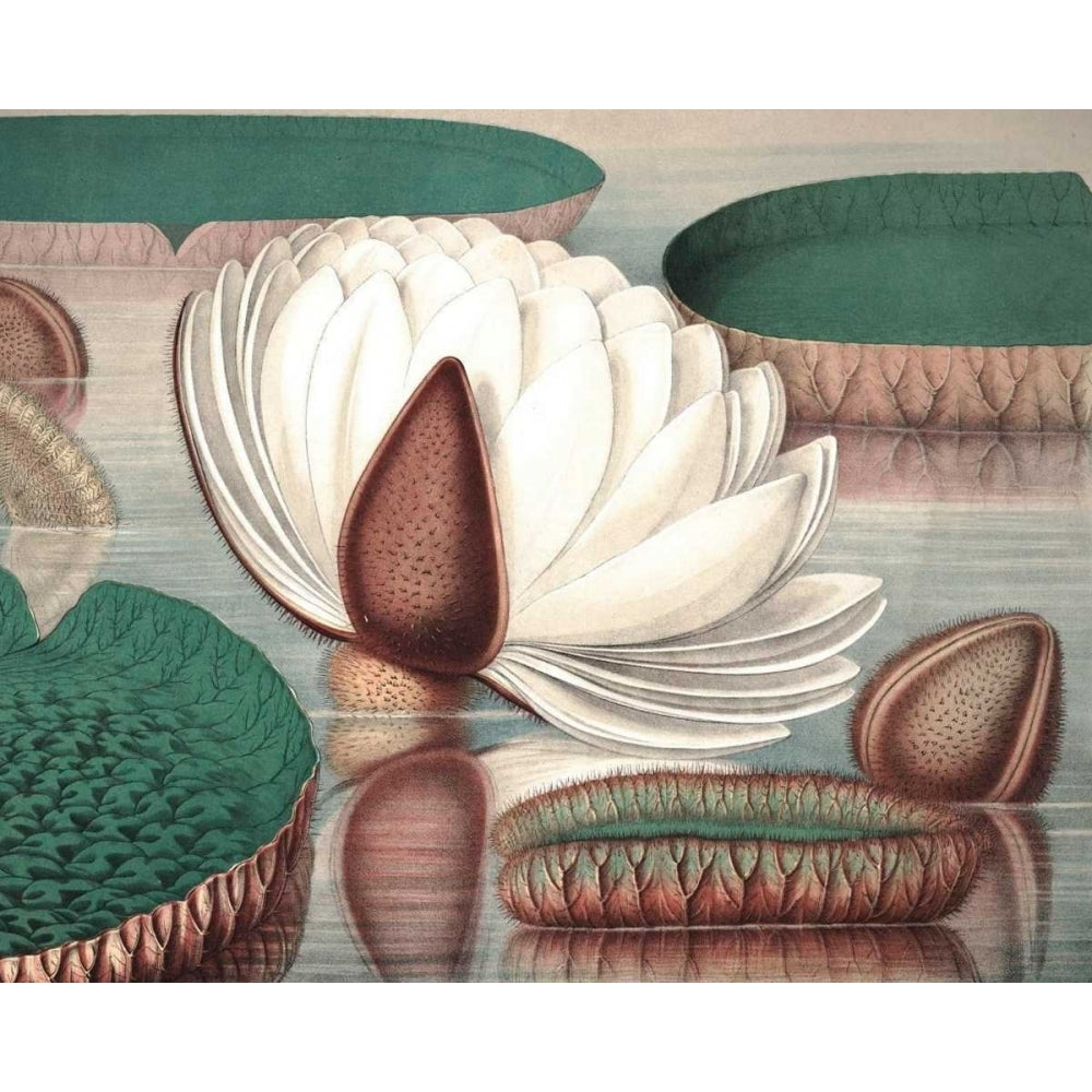 Vintage Water Lily I Poster Print - Studio Vision-VARPDX150172Z Image 1