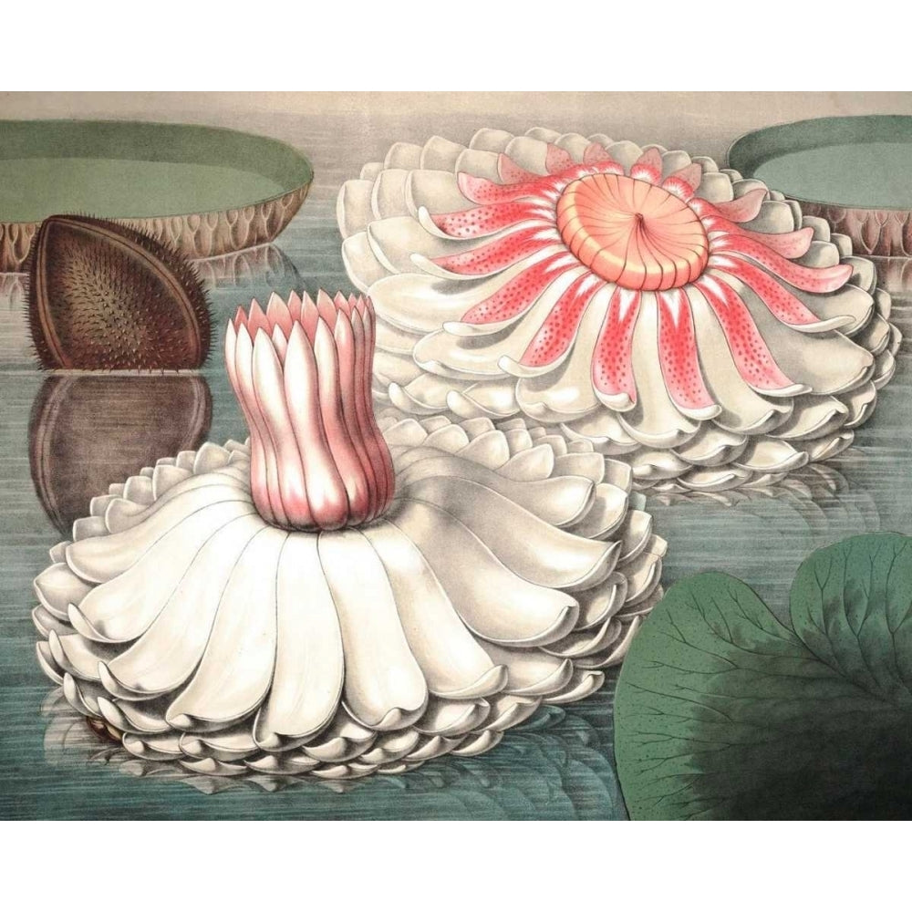 Vintage Water Lily II Poster Print - Studio Vision-VARPDX150173Z Image 1