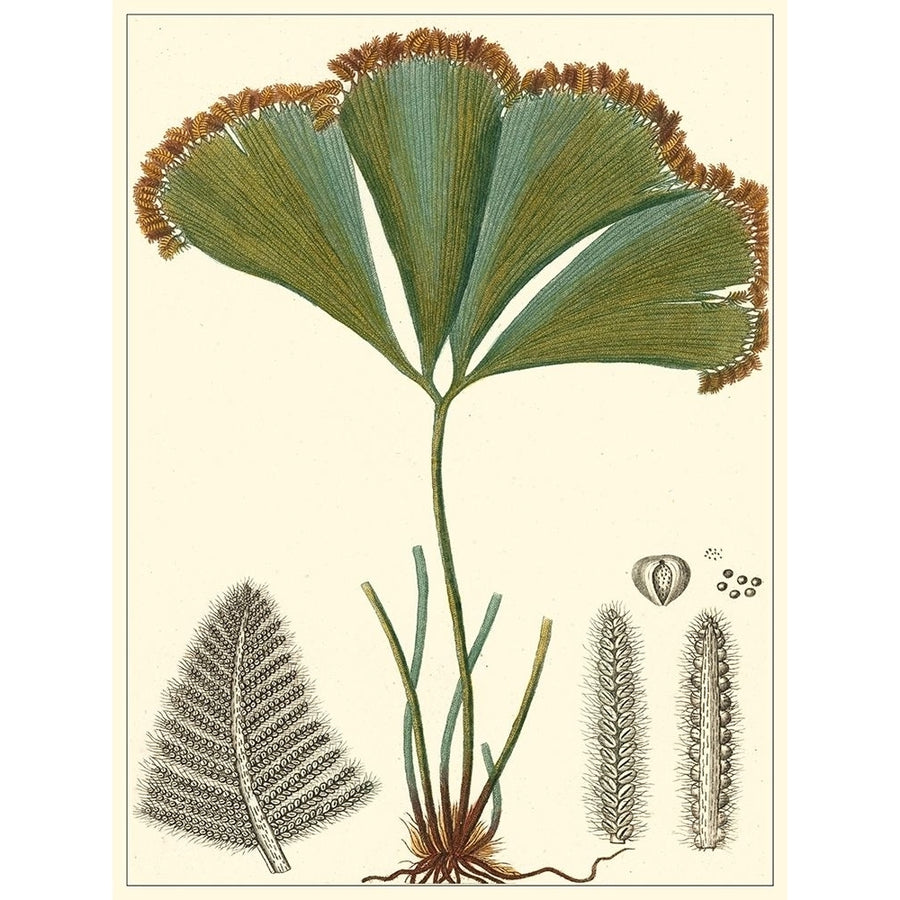 Small Foliage Botanique I Poster Print - Turpin-VARPDX150263D Image 1