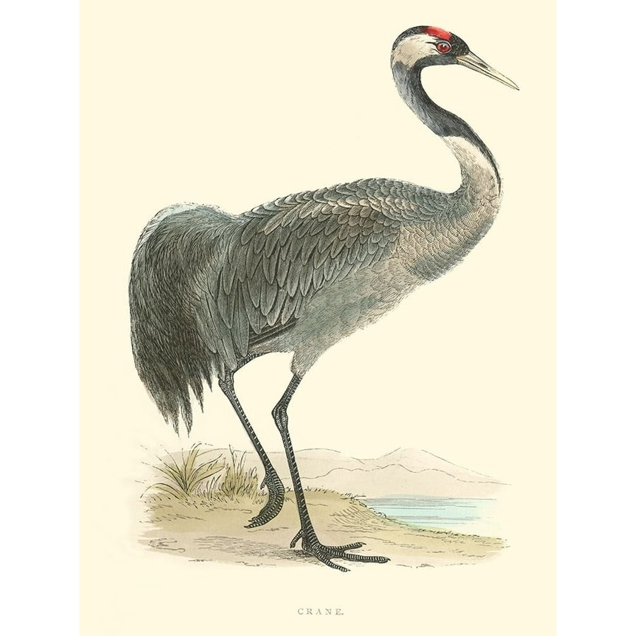 Small Morris Crane I Poster Print - Morris-VARPDX150269D Image 1