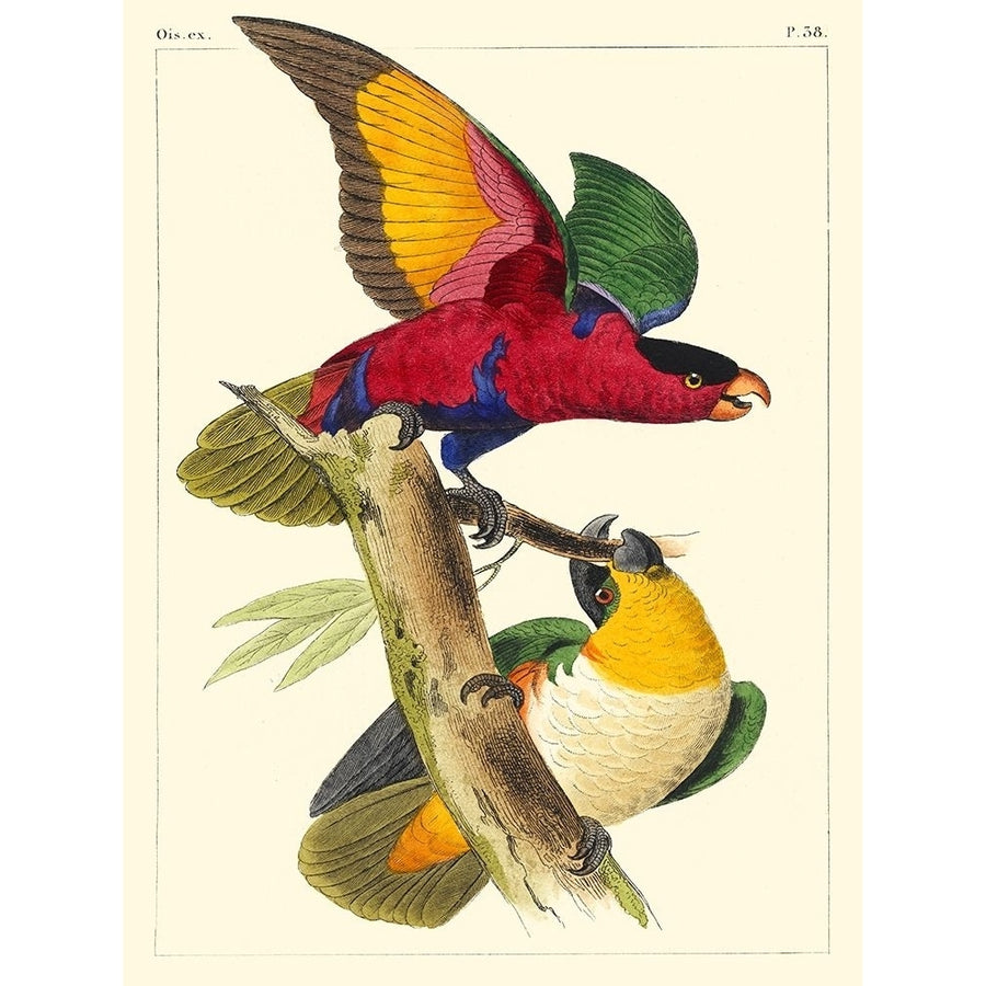 Small Lemaire Parrots I Poster Print - C.L. Lemaire-VARPDX150281D Image 1