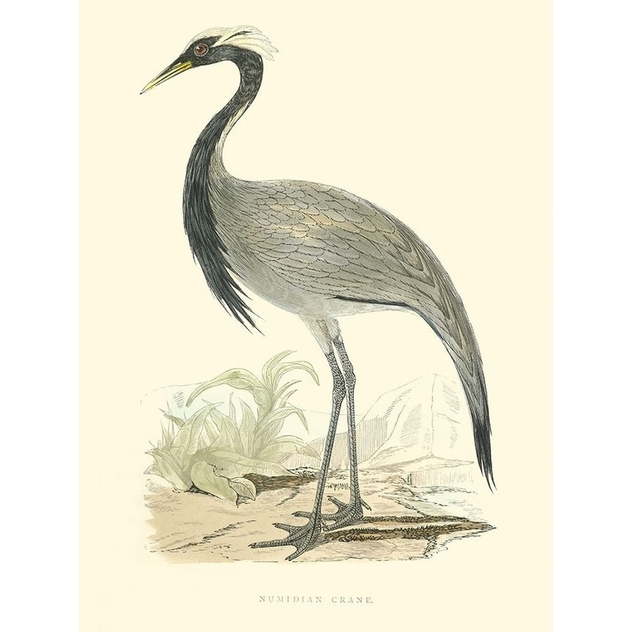 Small Morris Crane II Poster Print - Morris-VARPDX150270D Image 1