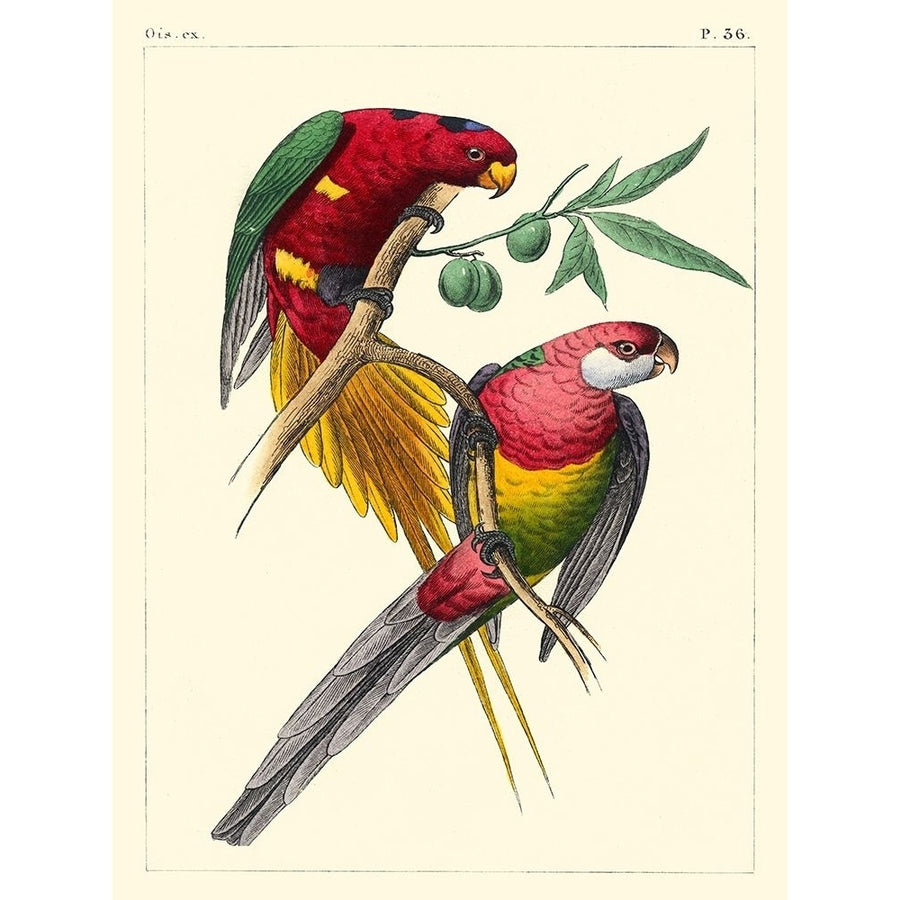 Small Lemaire Parrots III Poster Print - C.L. Lemaire-VARPDX150283D Image 1