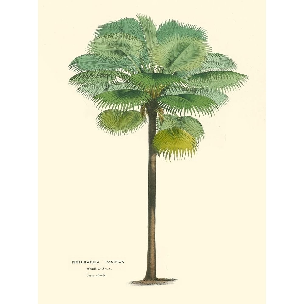 Small Palm of the Tropics II Poster Print - Houtteano Horto Van-VARPDX150266D Image 1