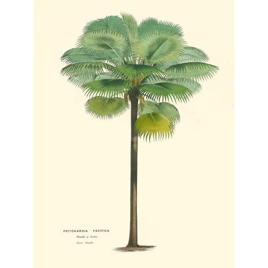 Small Palm of the Tropics II Poster Print - Houtteano Horto Van-VARPDX150266D Image 1