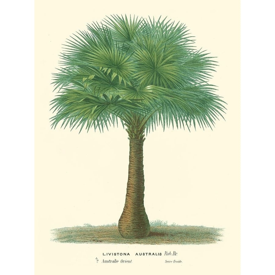 Small Palm of the Tropics I Poster Print - Houtteano Horto Van-VARPDX150265D Image 1