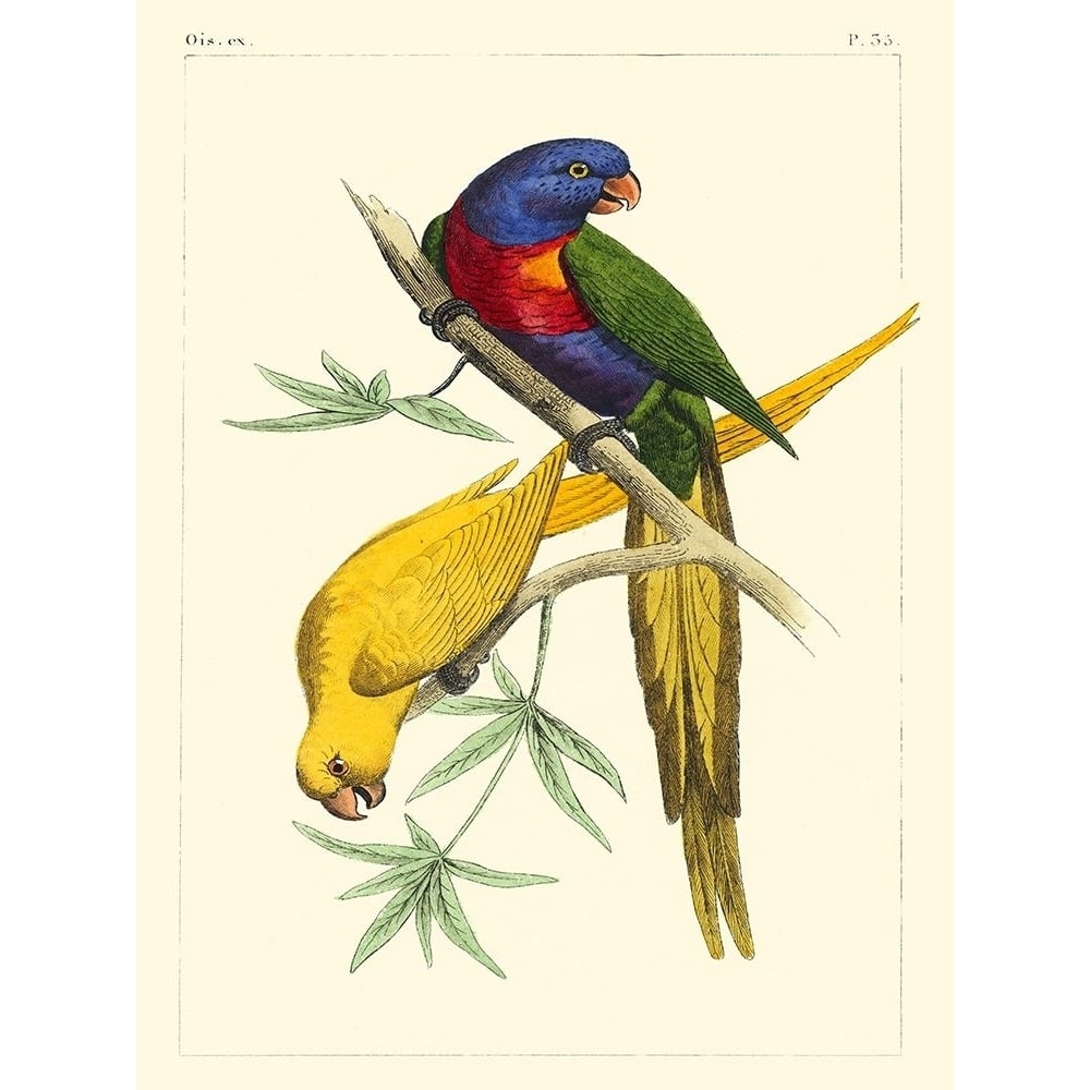 Small Lemaire Parrots IV Poster Print - C.L. Lemaire-VARPDX150284D Image 1