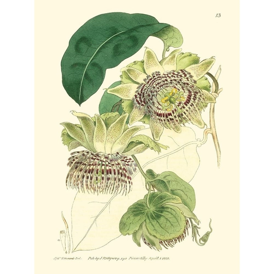 Small Antique Passion Flower II Poster Print - M. Hart-VARPDX150292D Image 1