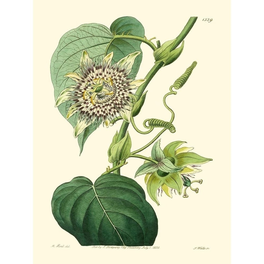 Small Antique Passion Flower I Poster Print - M. Hart-VARPDX150291D Image 1