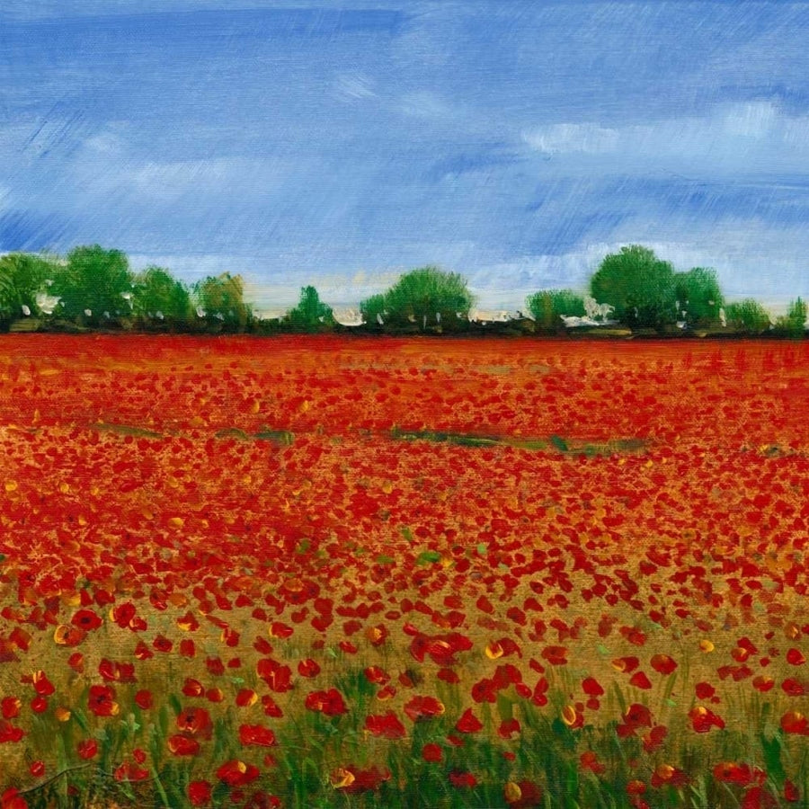 Field of Poppies I Poster Print - Tim OToole-VARPDX150347D Image 1