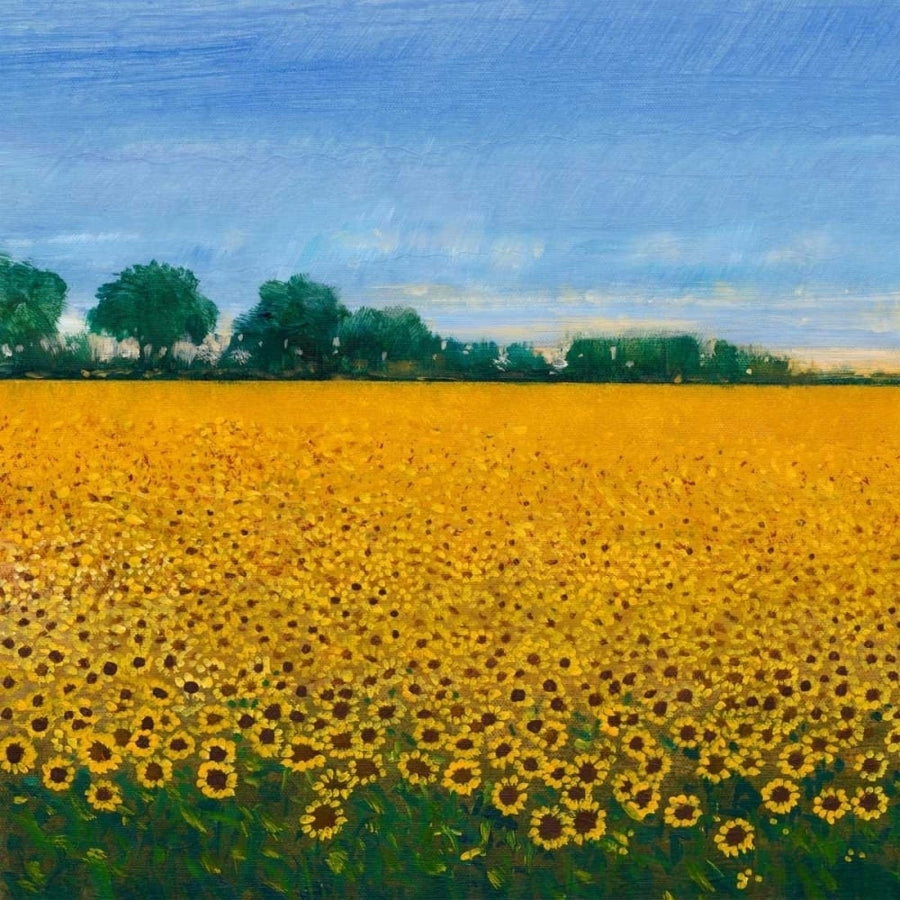 Field of Sunflowers I Poster Print - Tim OToole-VARPDX150349D Image 1