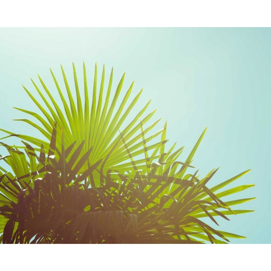 Sunny Palms I Poster Print - Sonja Quintero-VARPDX150371GG Image 1