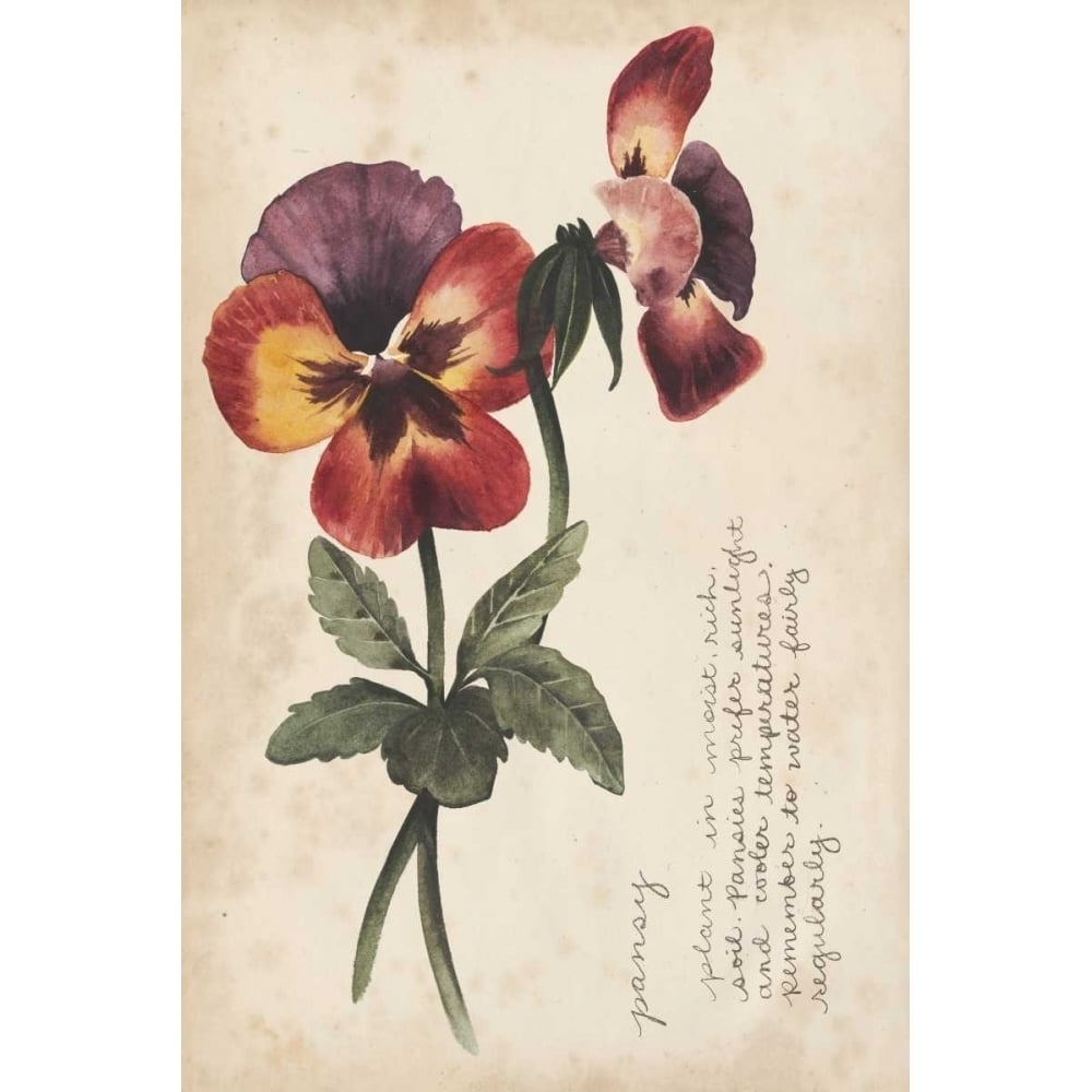 Garden Studies II Poster Print - Grace Popp-VARPDX150536Z Image 1