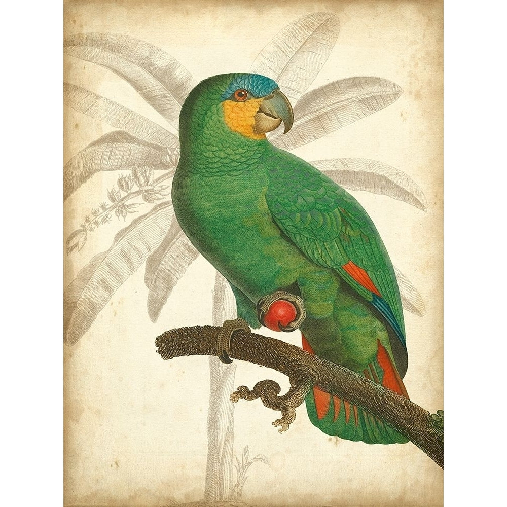 Custom Parrot and Palm I Poster Print - Studio Vision-VARPDX150566D Image 1