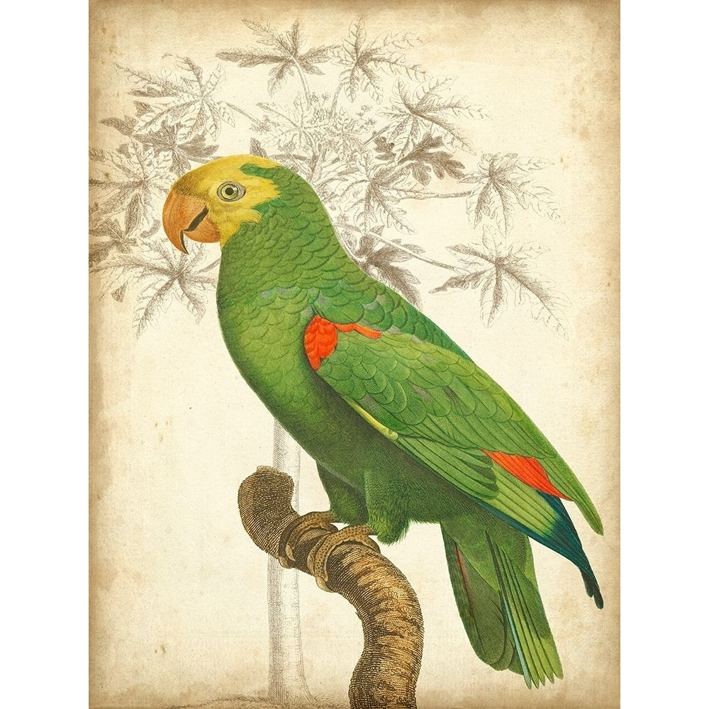 Custom Parrot and Palm III Poster Print - Studio Vision-VARPDX150568D Image 1