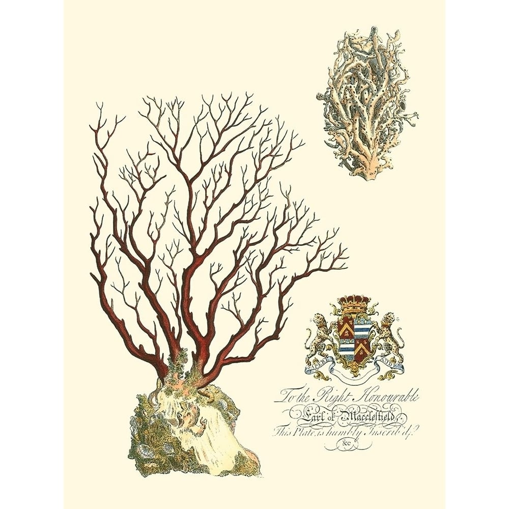 Custom Imperial Coral III Poster Print - Studio Vision-VARPDX150572D Image 1