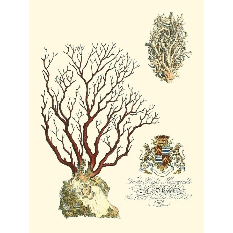 Custom Imperial Coral III Poster Print - Studio Vision-VARPDX150572D Image 1