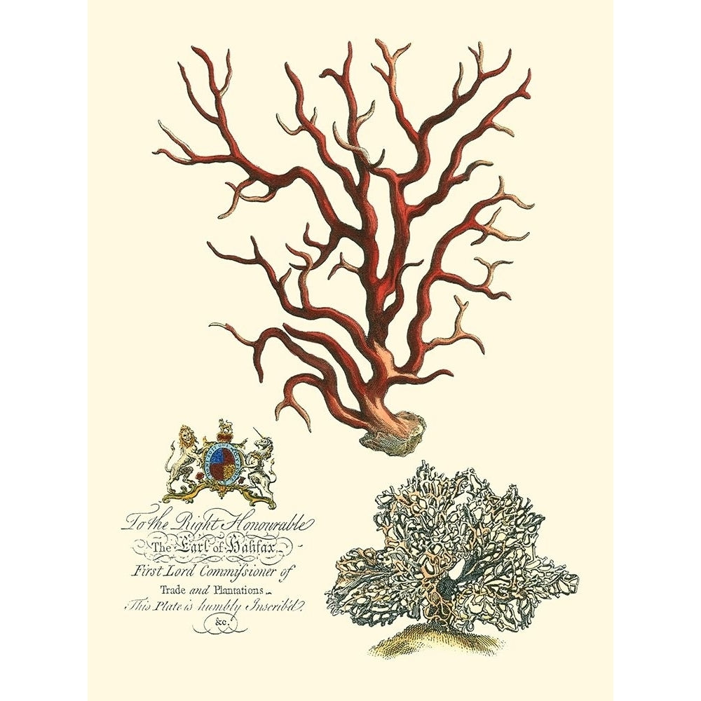 Custom Imperial Coral IV Poster Print - Studio Vision-VARPDX150573D Image 1