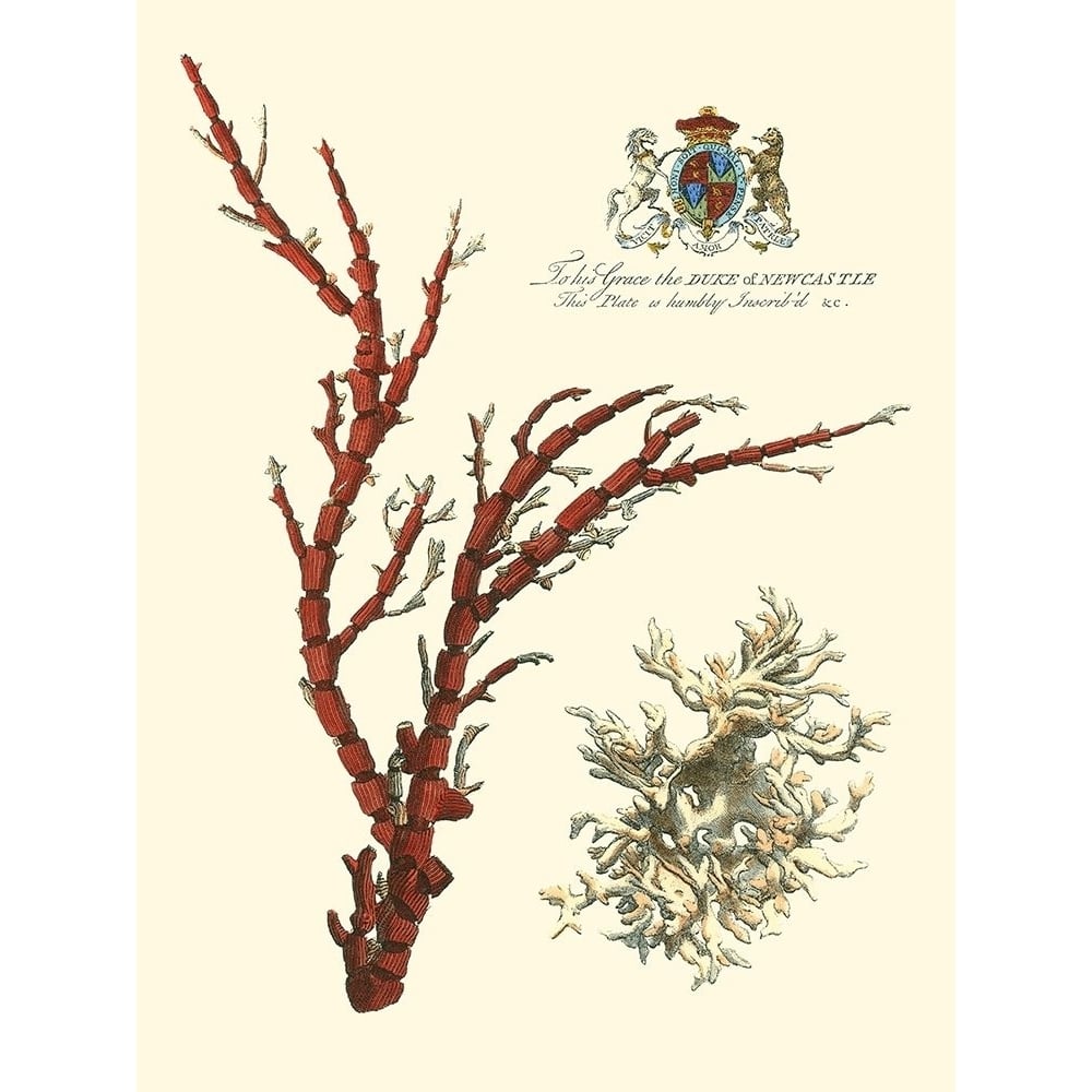 Custom Imperial Coral I Poster Print - Studio Vision-VARPDX150570D Image 1