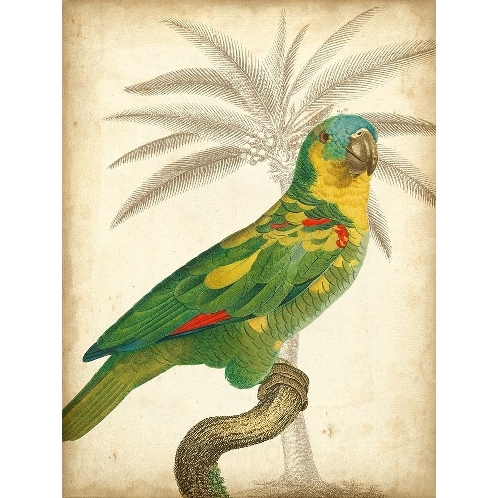 Custom Parrot and Palm II Poster Print - Studio Vision-VARPDX150567D Image 1