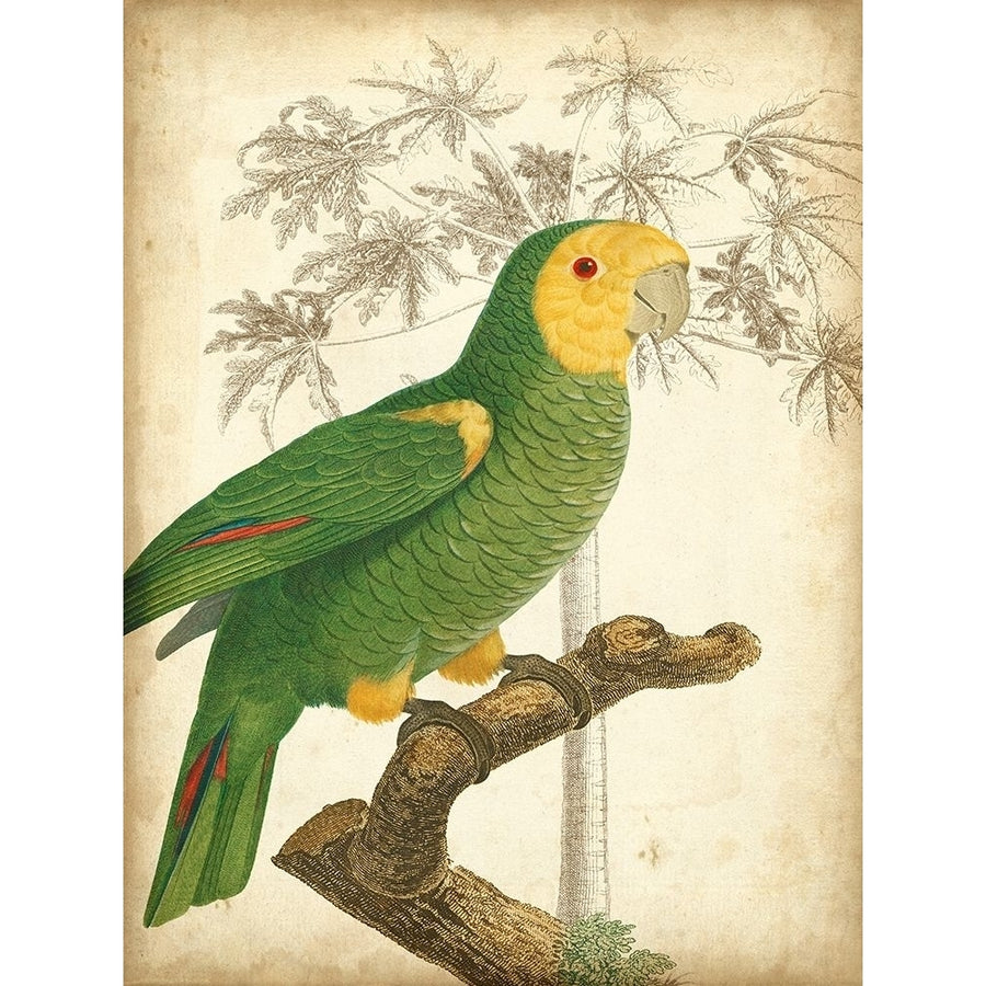 Custom Parrot and Palm IV Poster Print - Studio Vision-VARPDX150569D Image 1