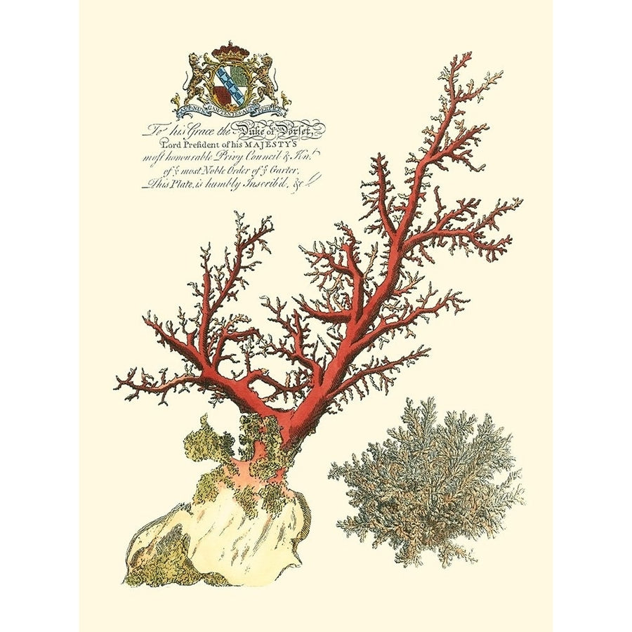 Custom Imperial Coral II Poster Print - Studio Vision-VARPDX150571D Image 1