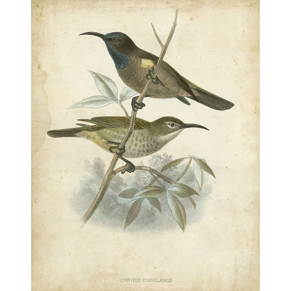 Custom Antique Gould Hummingbird IV-VARPDX150590Z Image 1