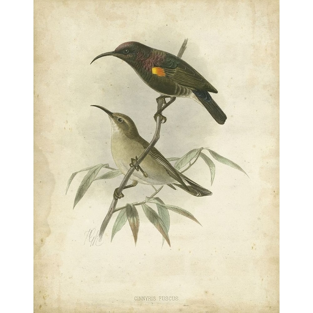 Custom Antique Gould Hummingbird II-VARPDX150589Z Image 1