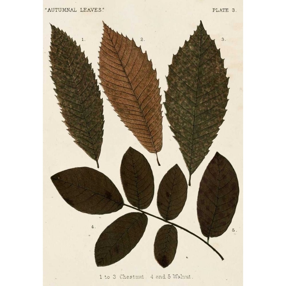 Autumnal Leaves I Poster Print - Studio Vision-VARPDX150732Z Image 1