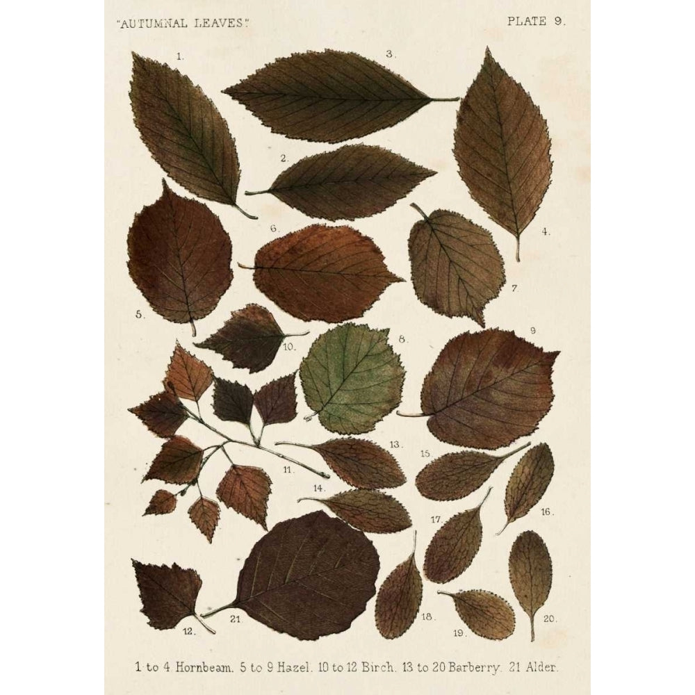 Autumnal Leaves VI Poster Print - Studio Vision-VARPDX150737Z Image 1