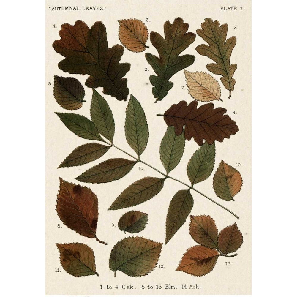 Autumnal Leaves V Poster Print - Studio Vision-VARPDX150736Z Image 1