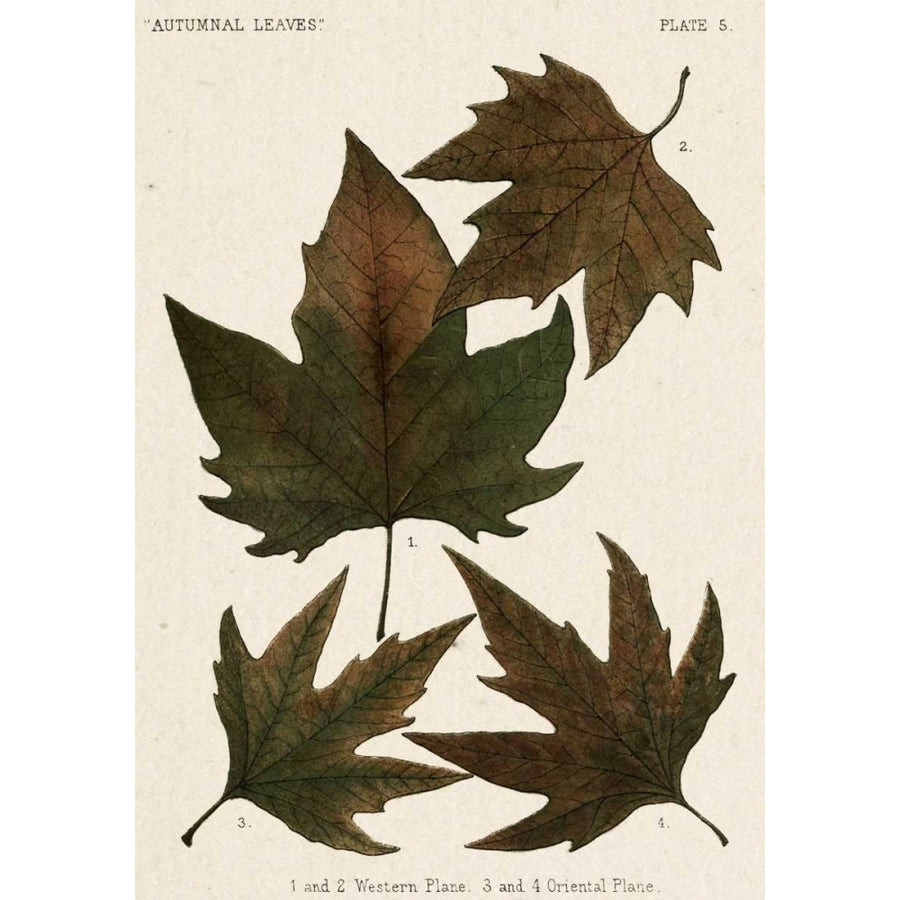 Autumnal Leaves IV Poster Print - Studio Vision-VARPDX150735Z Image 1