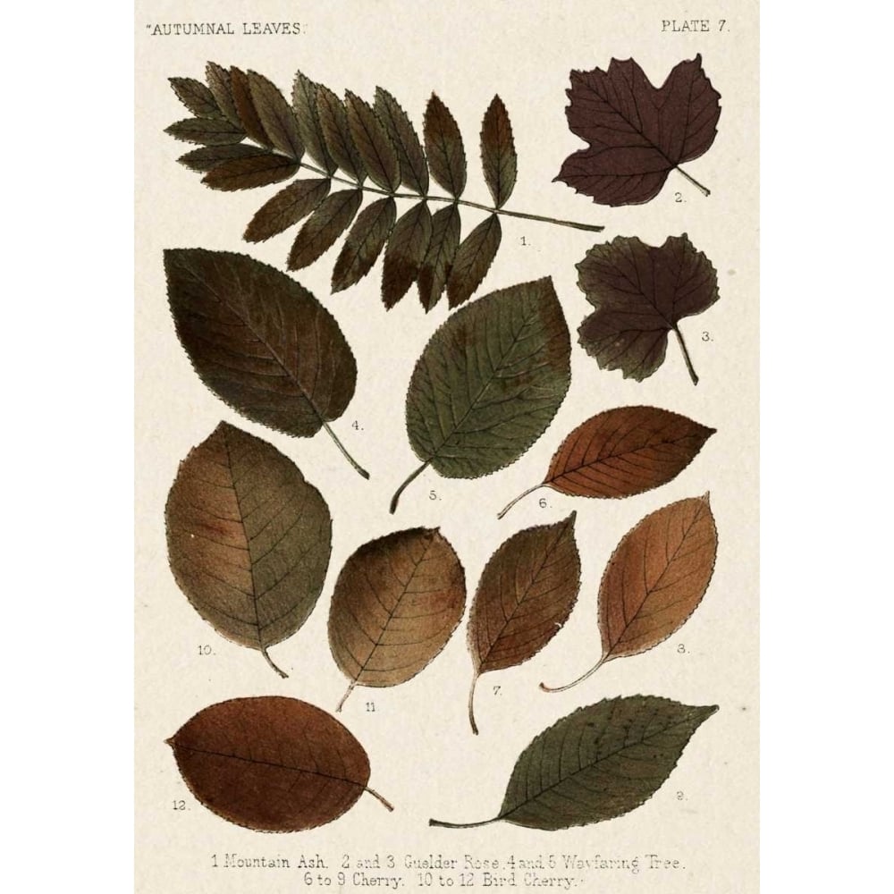 Autumnal Leaves II Poster Print - Studio Vision-VARPDX150733Z Image 1