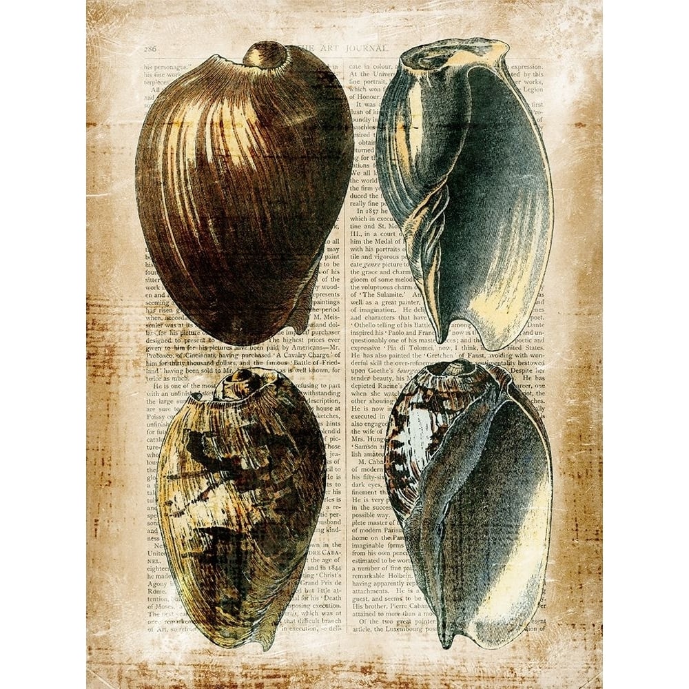 Small Antiquarian Seashells III Poster Print - Studio Vision-VARPDX151276D Image 1