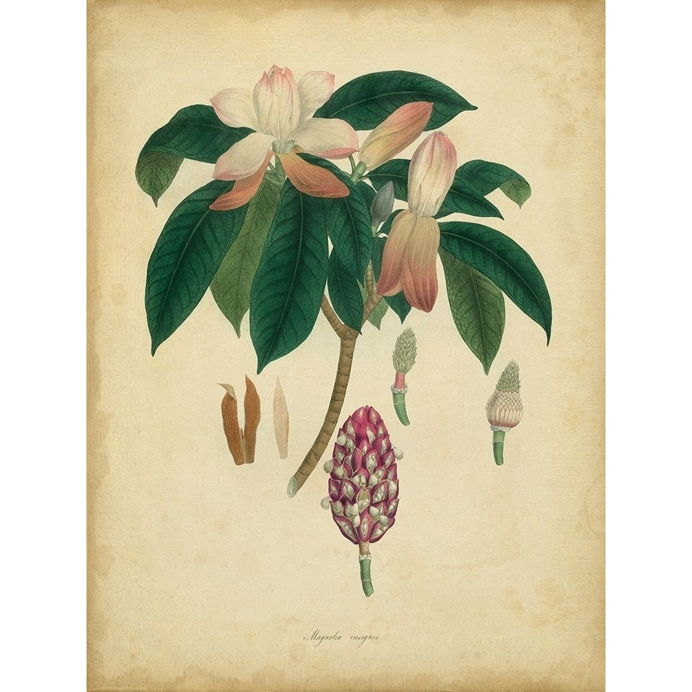 Custom Engelmann Botanical I-VARPDX151286D Image 1