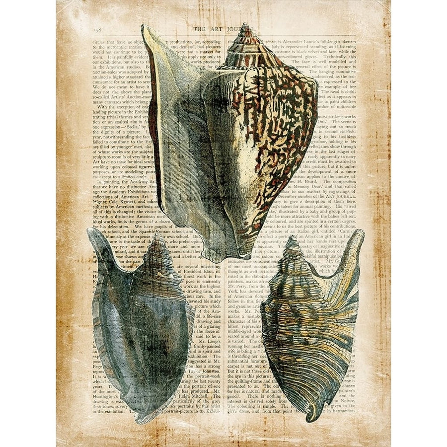 Small Antiquarian Seashells I Poster Print - Studio Vision-VARPDX151274D Image 1