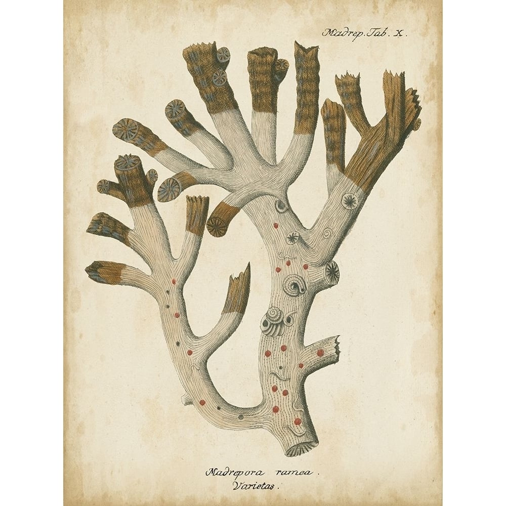 Small Esper Antique Coral II Poster Print - Johann Esper-VARPDX151283D Image 1