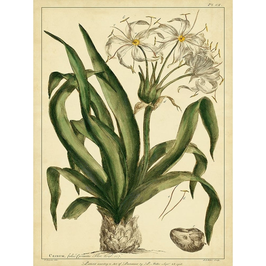 Custom Crinum Pl. CX-VARPDX151295D Image 1