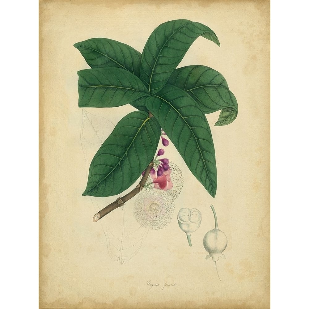 Custom Engelmann Botanical V-VARPDX151288D Image 1