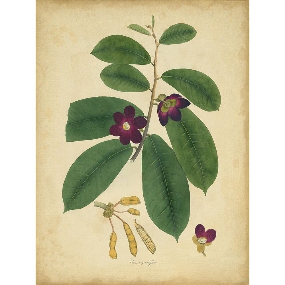 Custom Engelmann Botanical IV-VARPDX151287D Image 1