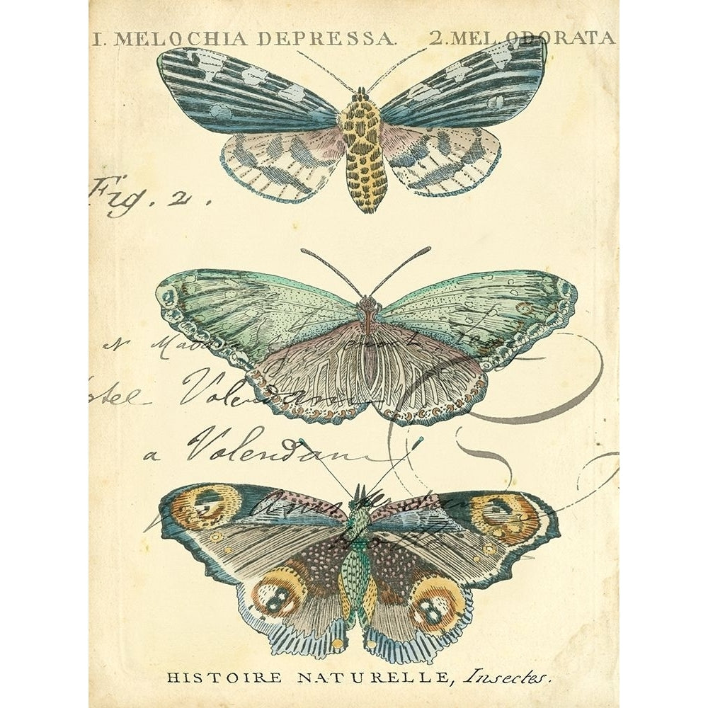 Custom Butterfly Ephemera II-VARPDX151291D Image 1