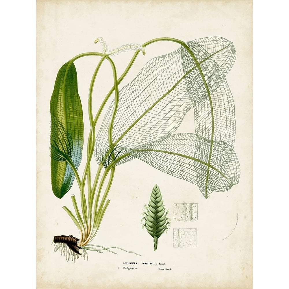 Small Tropical Grass II Poster Print - Studio Vision-VARPDX151299D Image 1