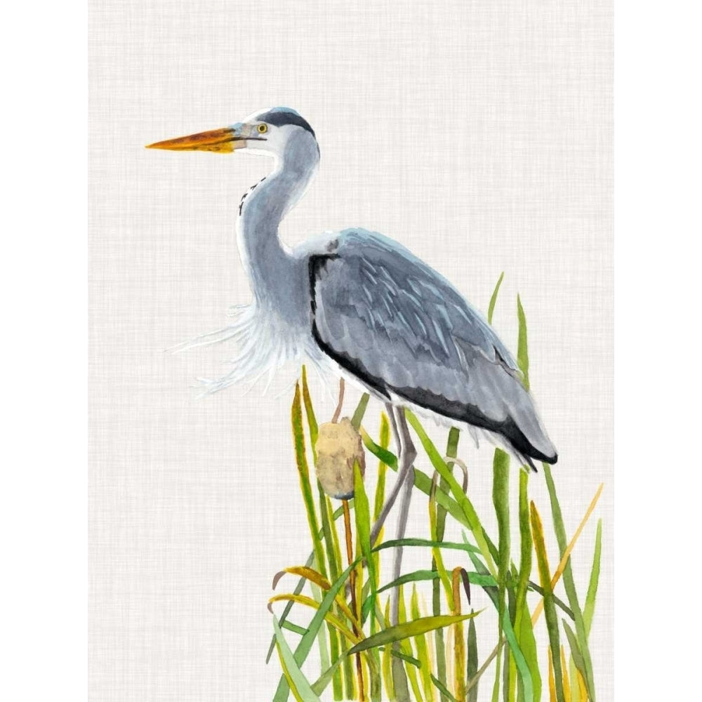 Waterbirds and Cattails II Poster Print - Naomi McCavitt-VARPDX151321Z Image 1