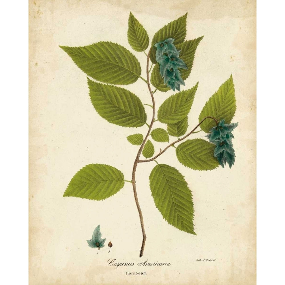 Hornbeam Tree Foliage Poster Print - John Torrey-VARPDX151326Z Image 1