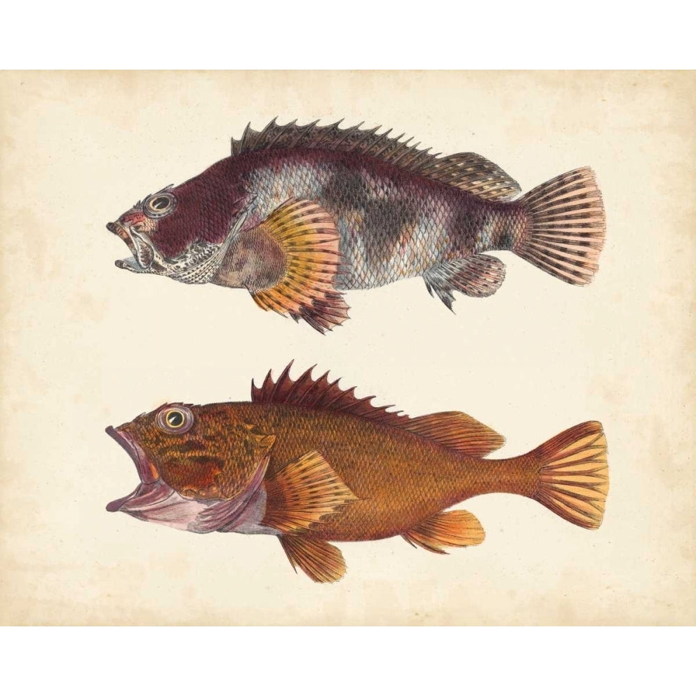 Antique Fish Species II Poster Print - Unknown-VARPDX151332Z Image 1