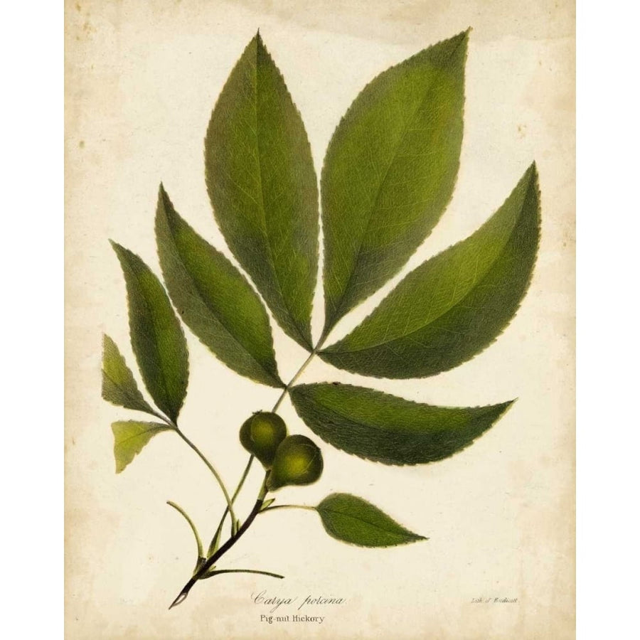 Pig-nut Hickory Tree Folige Poster Print - John Torrey-VARPDX151329Z Image 1