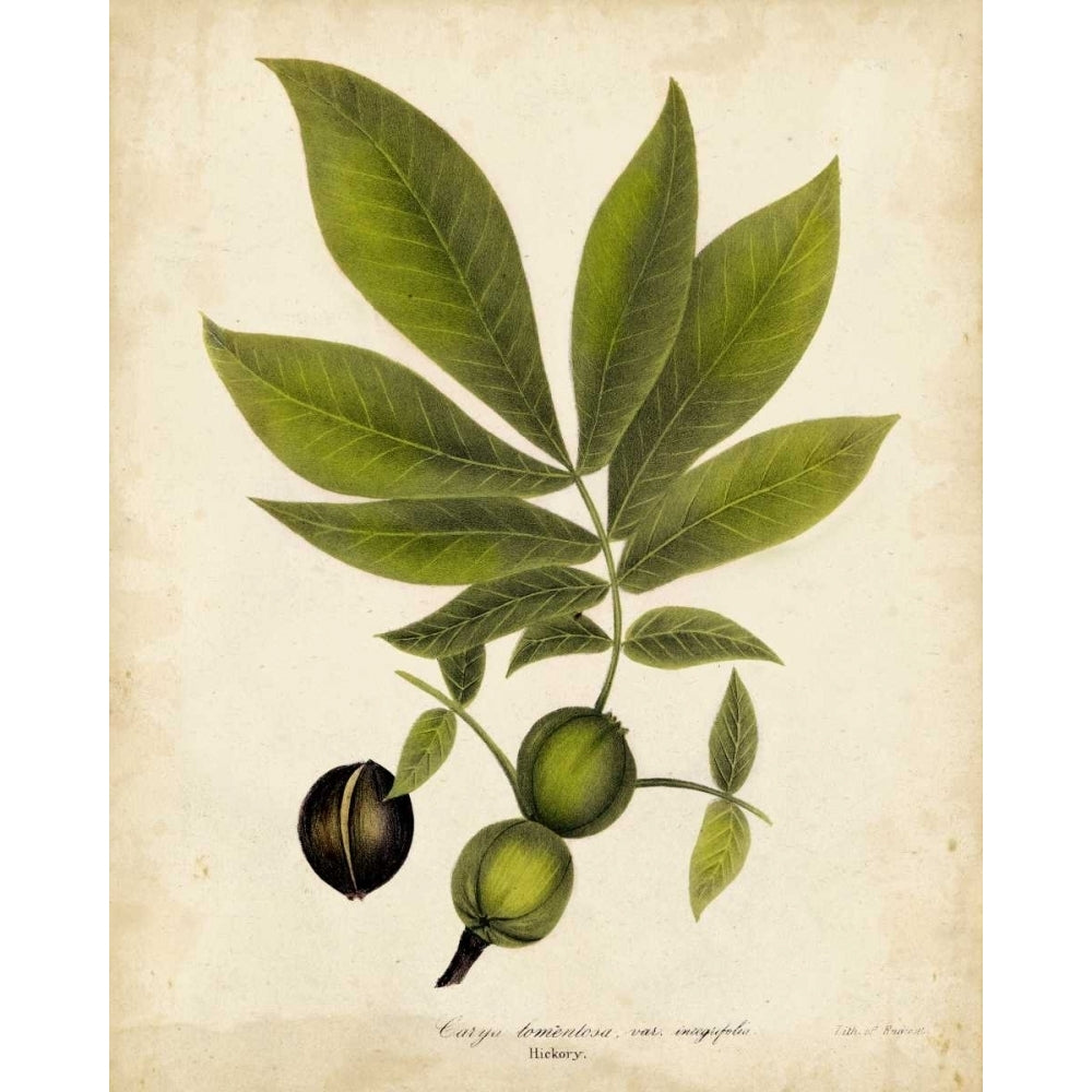 Hickory Tree Foliage Poster Print - John Torrey-VARPDX151330Z Image 1