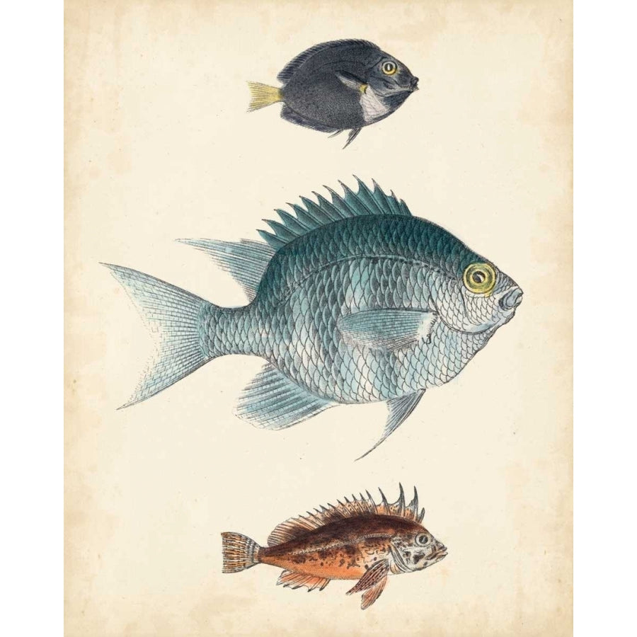 Antique Fish Species III Poster Print - Unknown-VARPDX151333Z Image 1