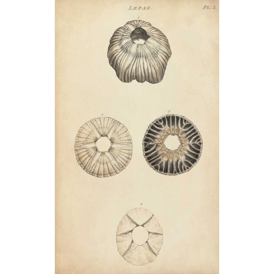 Cylindrical Shells II Poster Print - Wood-VARPDX151340Z Image 1